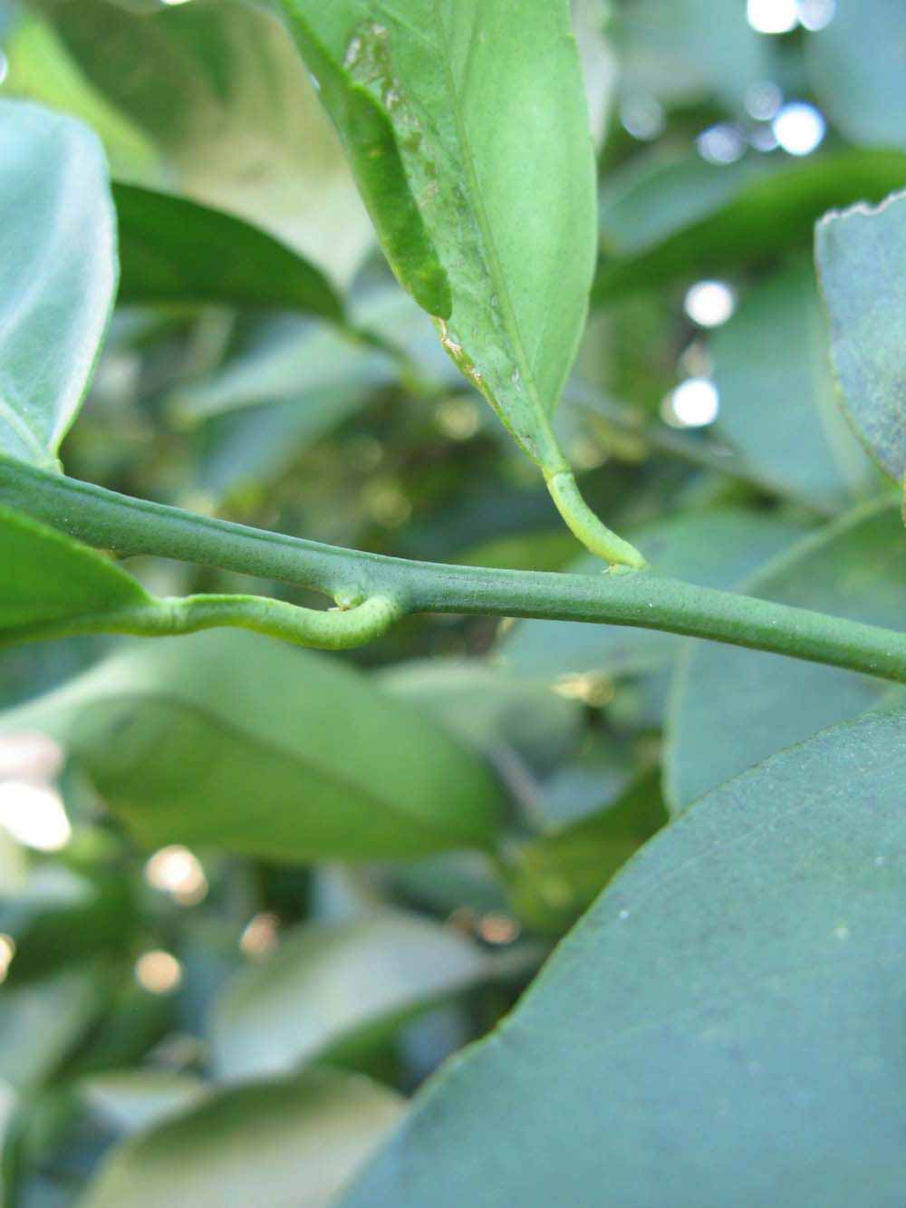            First year twig (Winter Haven, FL)   